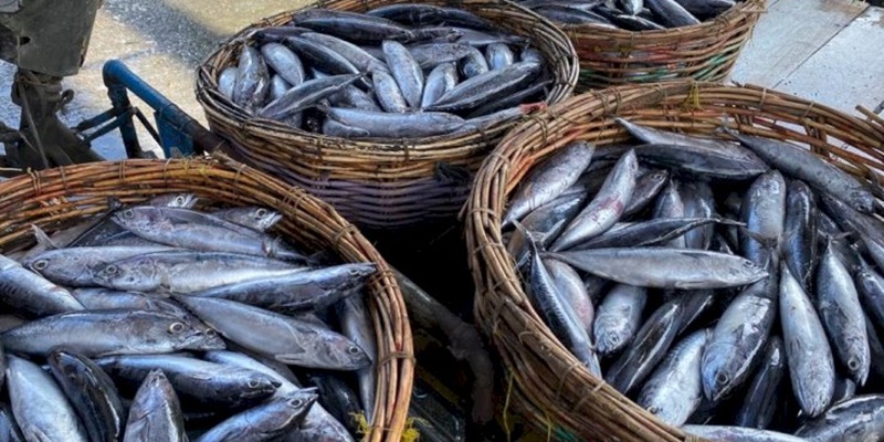 Tangkapan Melimpah, Harga Ikan Tongkol Turun Drastis di Aceh