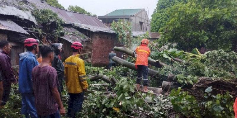 Purbalingga Dihantam Angin Ribut, Ratusan Pohon Tumbang