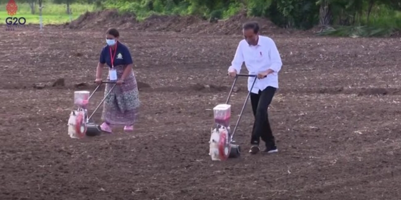Guru Besar IPB: Food Estate Jokowi Gagal