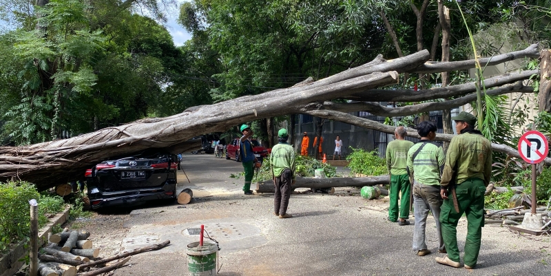Pohon Besar Depan Rumah Prabowo Tumbang saat Relawan Deklarasi