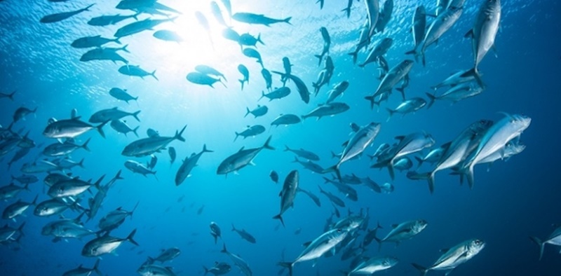 Aturan Main Sektor Kelautan dan Perikanan Berpegang Prinsip Ekologi