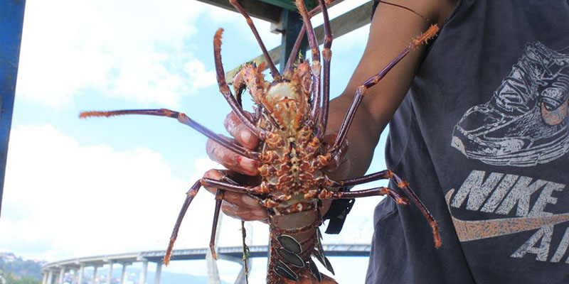 PT Pema Ekspor Perdana Lobster Aceh ke Malaysia