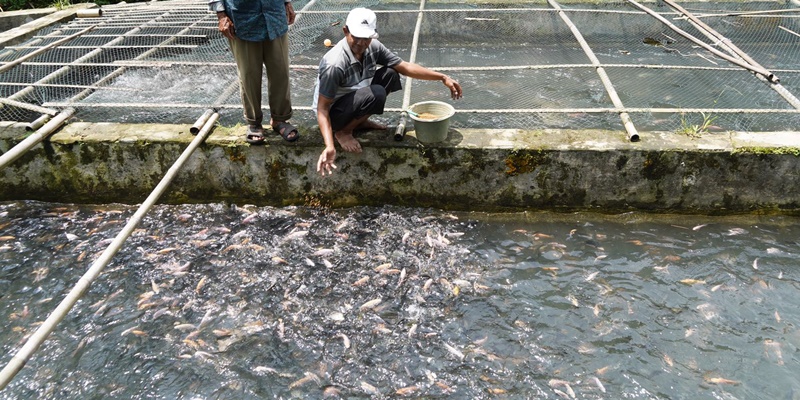 Beromzet Miliaran, KKP Optimis Ikan Nila jadi Primadona Pasar global