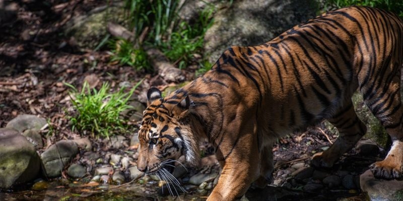 Kapolres Lampung Barat Minta Warga Tak Anarkis soal Serangan Harimau