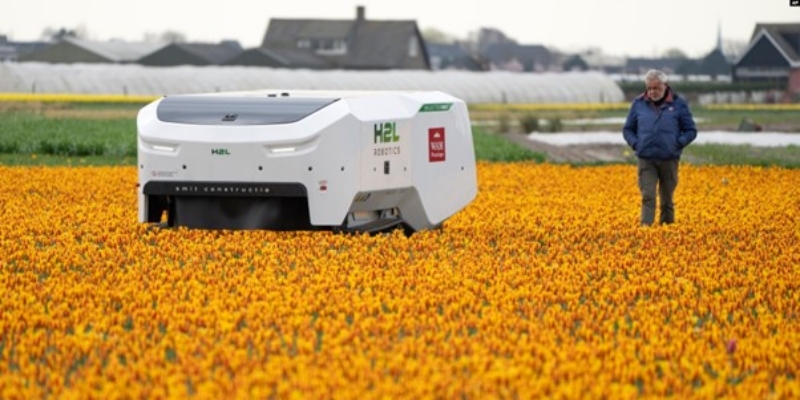Petani Tulip Belanda Pekerjakan Robot AI untuk Merawat Ladang