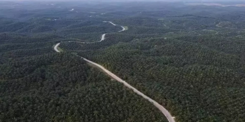 Pemerintah Genjot Manfaat Sawit dengan Rencana Aksi Perkebunan Berkelanjutan