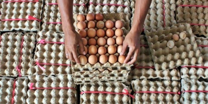 BPS Ungkap Biang Kerok Harga Telur Mahal