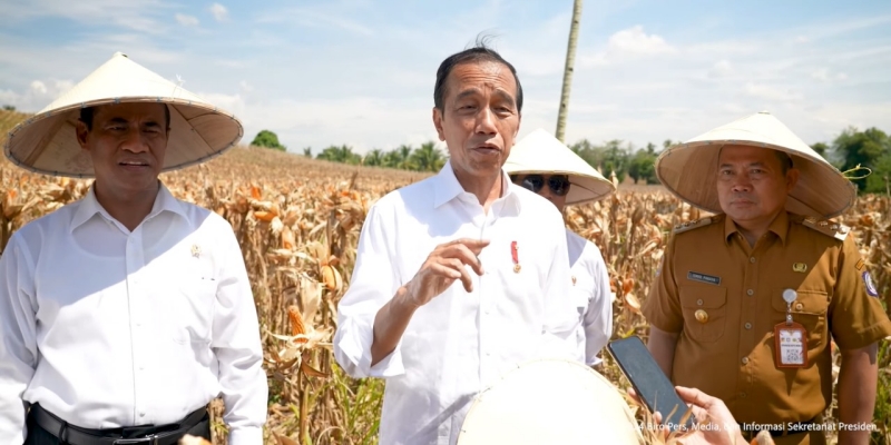 Jokowi Klaim Impor Jagung Turun Drastis dari 3,5 Juta Ton Jadi 450 Ribu Ton