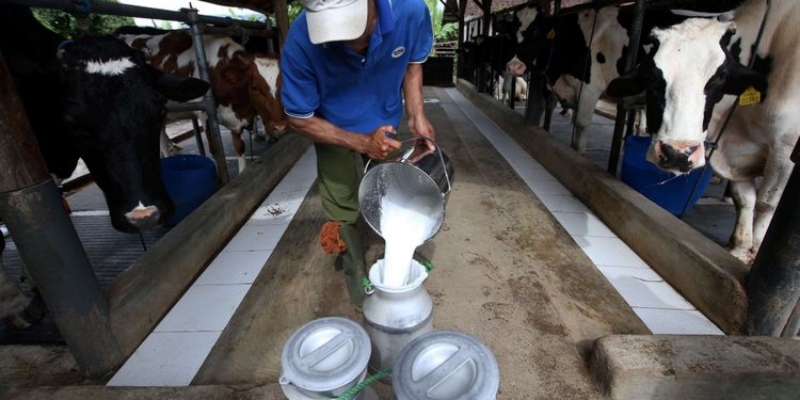 Industri Pengolahan Susu Makin Berkibar, Investasi Mencapai Rp23,4 Triliun