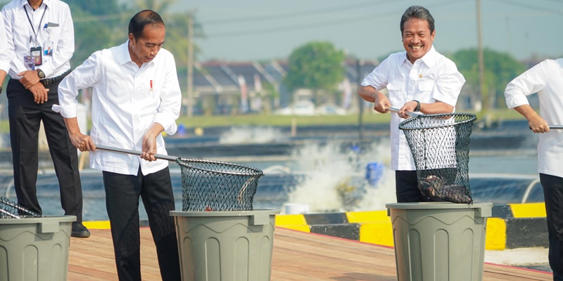 Jokowi Resmikan Modeling Budidaya Ikan Nila Salin Beromzet Miliaran