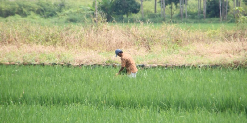 Asuransi Pertanian Tingkatkan Produksi dan Produktivitas Para Petani