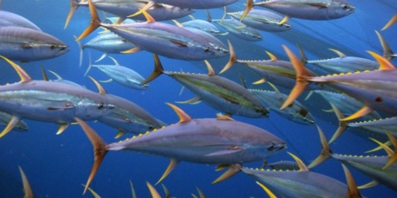Indonesia Perluas Ekspor Tuna ke Pasar Global