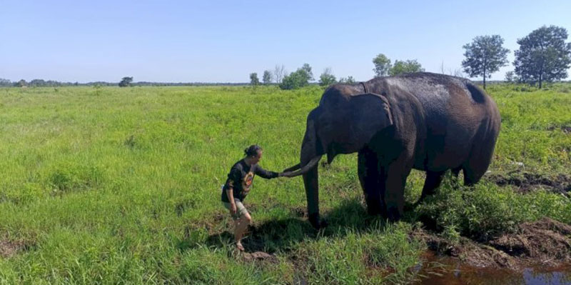 Ketika Gajah Sumatera Makin Terusir dari Habitatnya