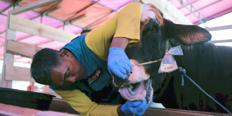 Ribuan Hewan di Kota Bandung Tak Layak Kurban