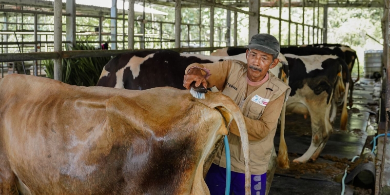 Inovasi Ternak Sapi Wujudkan Susu sebagai Sumber Nutrisi Penting