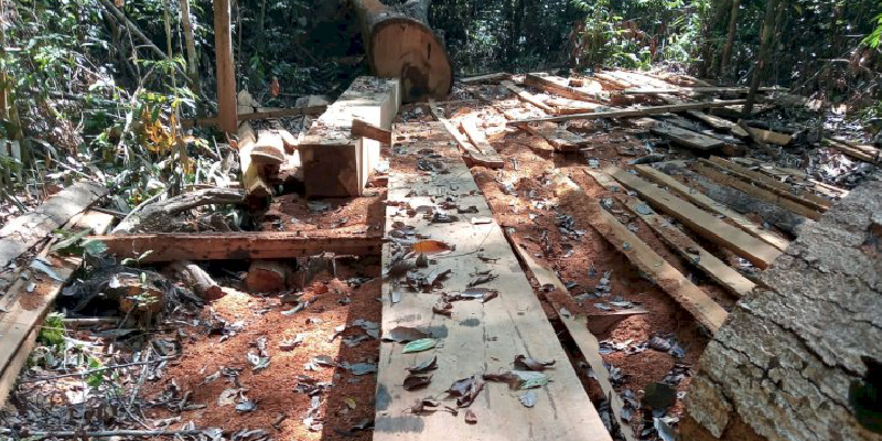 Illegal Logging Habisi Hutan di Babahrot Aceh Barat Daya, Walhi: APH Harus Turun Tangan