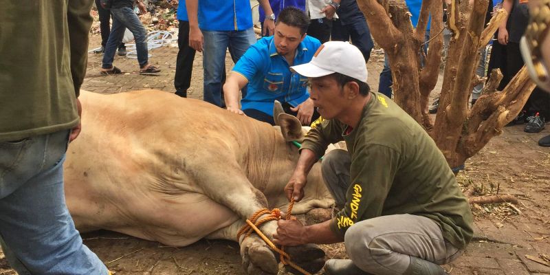 Ketum KNPI: Banyak Hikmah dari Kegiatan Berkurban