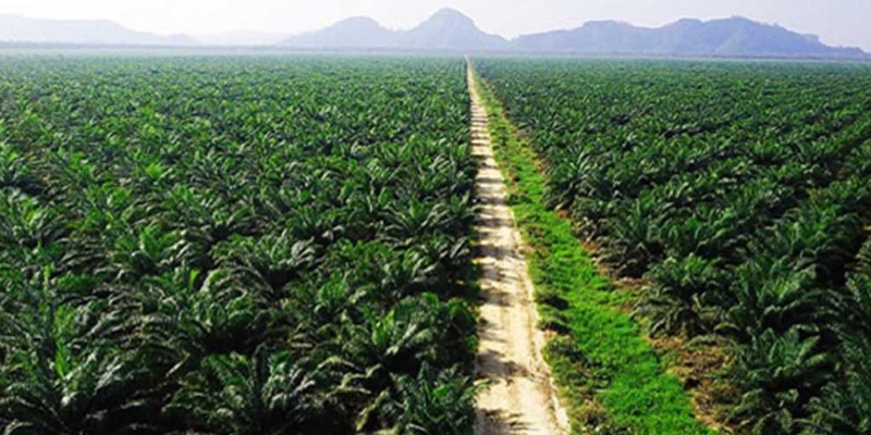 APPKSI Desak Pemerintah Pangkas Birokrasi yang Sulitkan Stakeholder Sawit