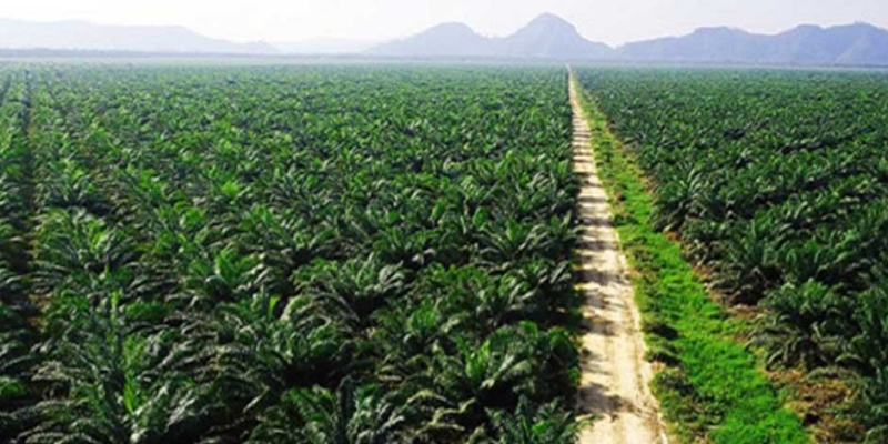 Perusahaan Kelapa Sawit di Indonesia Belum Berani Produksi Biodiesel, Ini Alasannya!