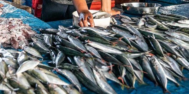 Bikin Cerdas Generasi, Ikan Cocok jadi Menu Makan Bergizi Gratis