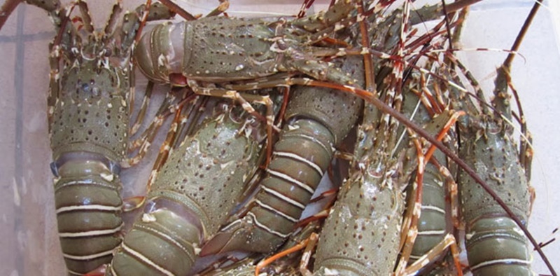 PKB Tegaskan Budidaya Lobster Harus di Tanah Air, Bukan di Negara Lain