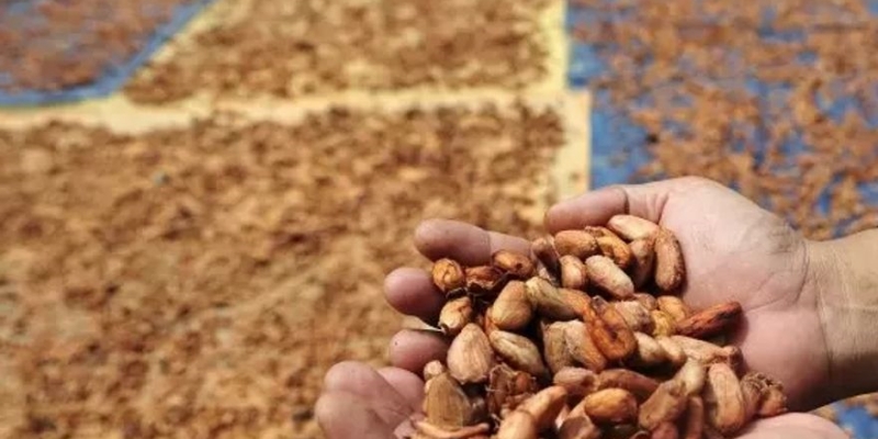 Jamin Ketersediaan Bahan Baku, Kemenperin Inisiasi Kelembagaan Kakao dan Kelapa