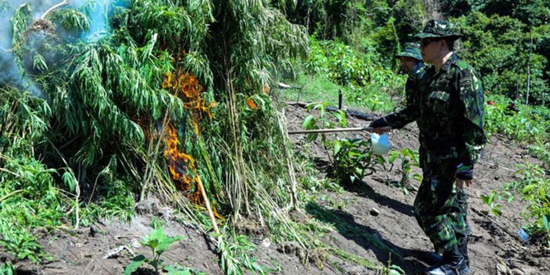 BNN Musnahkan 2 Hektare Ladang Berisi 3,5 Ton Ganja di Aceh Besar