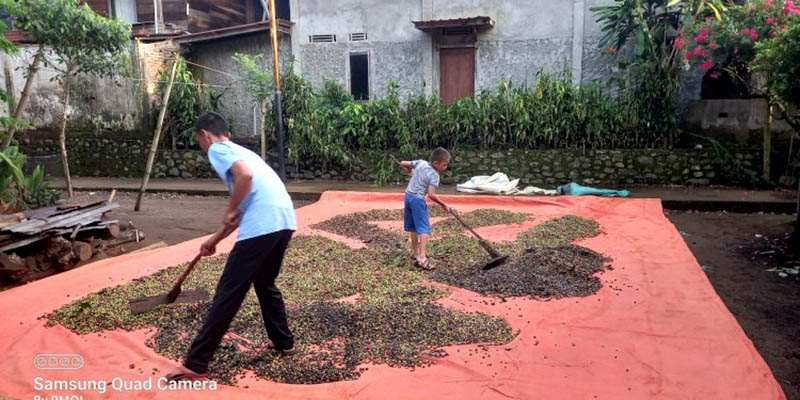 Harga Biji Kopi Robusta Kembali Naik, Petani di Pagar Alam Bisa Tersenyum