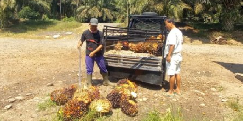 Musim Trek, Produksi Sawit Petani di Muara Enim Anjlok Hingga 75 Persen