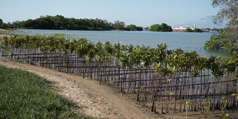 Anak Usaha Pertamina Tanam 10 Ribu Mangrove Jaga Ekosistem Pesisir