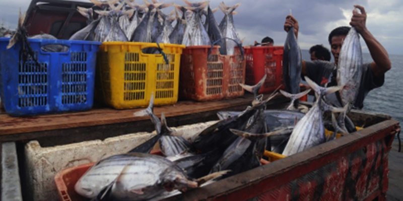 Ingin Konsumsi Ikan Meningkat, Logistik Perikanan Harus Dibenahi