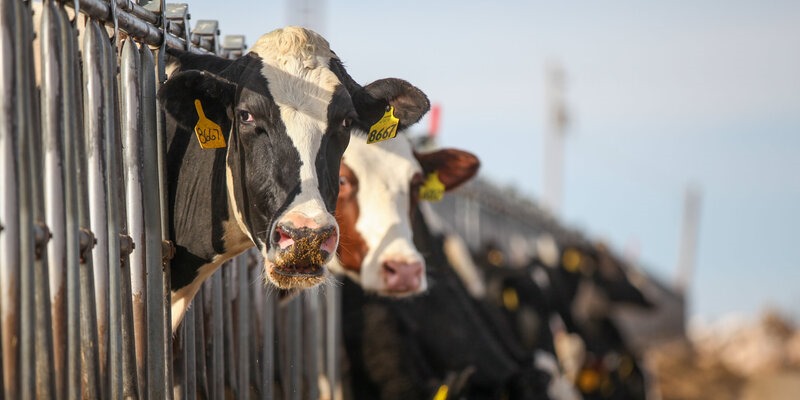 Genjot Produksi Susu, Indonesia Bakal Impor 100 Ribu Ekor Sapi dari Brasil