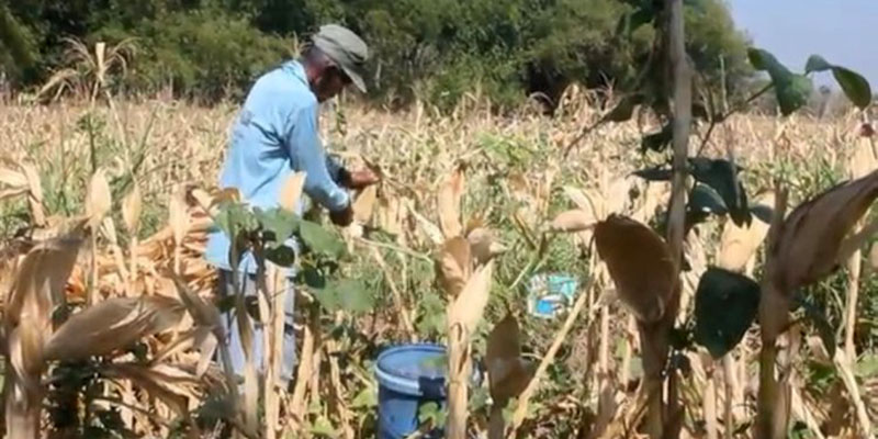 Harga Panen Anjlok, Petani Jagung di Blora Merana