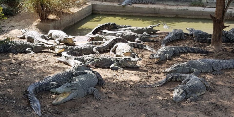 Gara-gara Topan, Peternak di Thailand Terpaksa Bunuh 125 Buaya