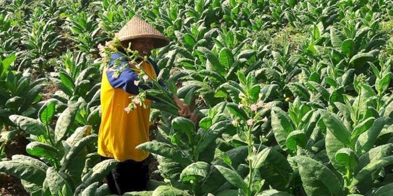 Petani Desak Kementan Lindungi Komoditas Tembakau dan Cengkeh