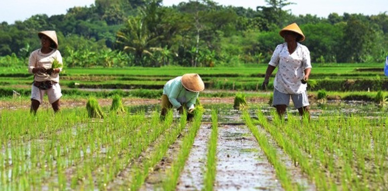 Jaga Ketahanan Pangan, Kebijakan Harus Berpihak ke Petani