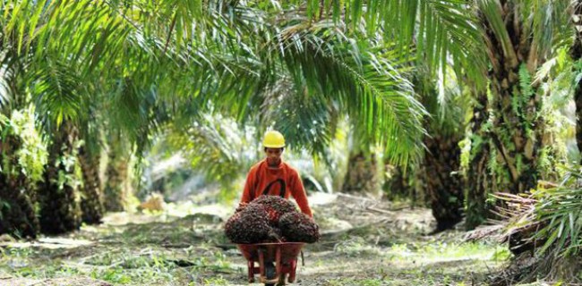 Kementan Bidik Produksi Sawit RI Capai 54 Juta Ton Tahun Ini