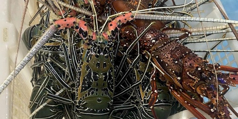 Lagi, Nelayan Tuntut Menteri KP Revisi Kebijakan Lobster