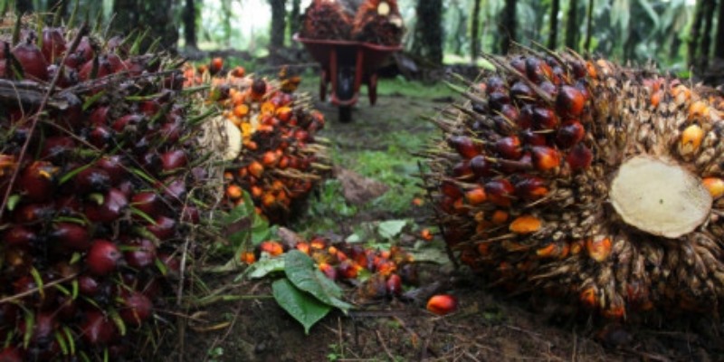 Harga CPO Turun Dua Hari Beruntun