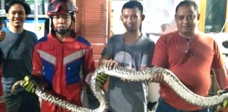 Ular Sanca Nyelonong Masuk Rumah Warga di Lenteng Agung