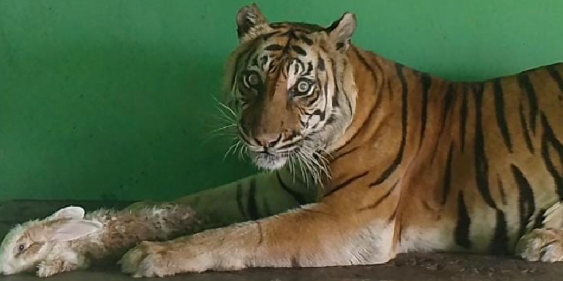 Si Manis, Harimau Koleksi Medan Zoo Mati