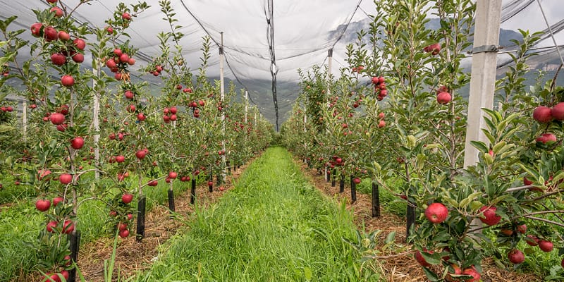 Akibat Perubahan Iklim, Produksi Apple Kashmir Menurun Drastis