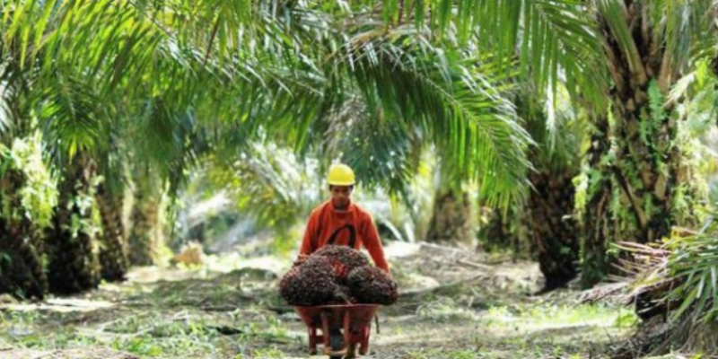 Harga CPO Naik 1 Persen di Awal Pekan