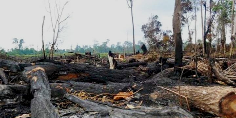 Ditentang Indonesia dan Sejumlah Negara, UU Anti-Deforestasi Kemungkinan akan Ditunda