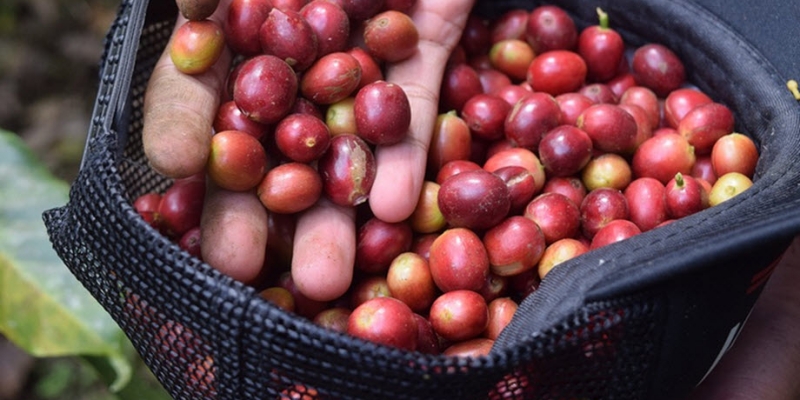 Durian Bikin Harga Kopi Global Meningkat Tajam