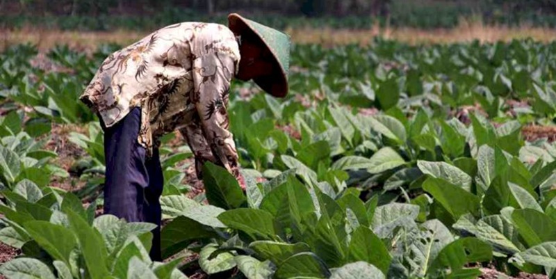 Lahan Tembakau Blora Berkembang Pesat, Petani Sejahtera