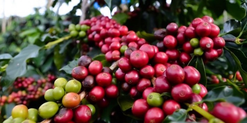 Cabup Petahana Janji Bawa Jember Jadi Sentra Kopi Nasional