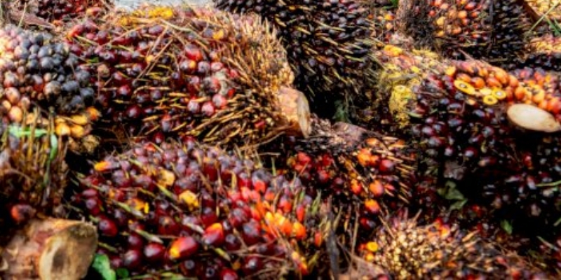 CPO Melimpah, Aceh Berpeluang Punya Pabrik Minyak Goreng Sendiri