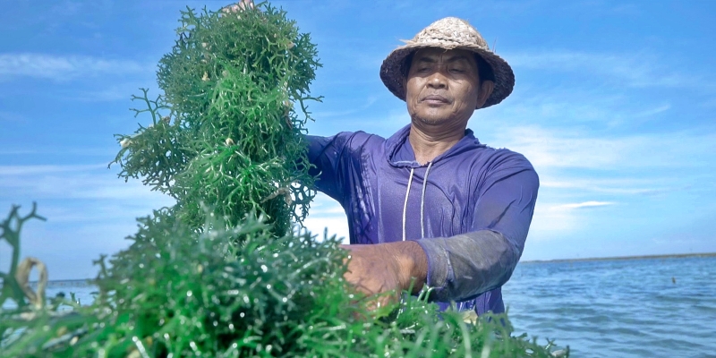 Pemberdayaan BRI Tingkatkan Skala Usaha Klaster Usaha Rumput Laut Semaya di Nusa Penida