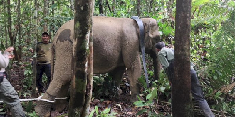 Cegah Konflik Dengan Manusia, Seekor Gajah Liar Dipasangi GPS Collar